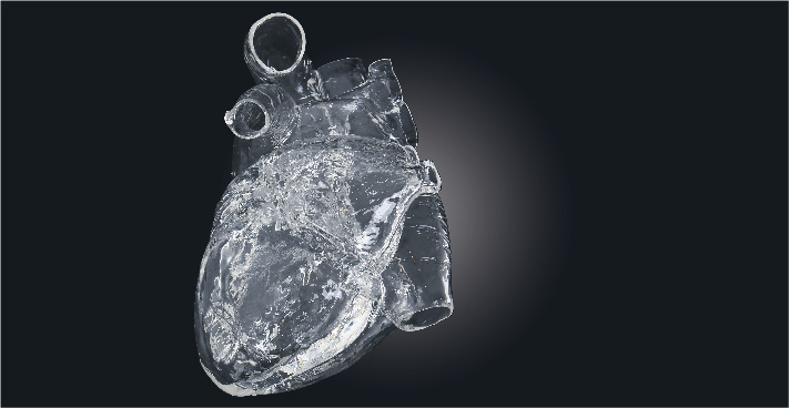 シリコーンの透明軟質心臓模型